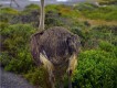 1303180540 - 000 - southafrica kruger malamala ostrich